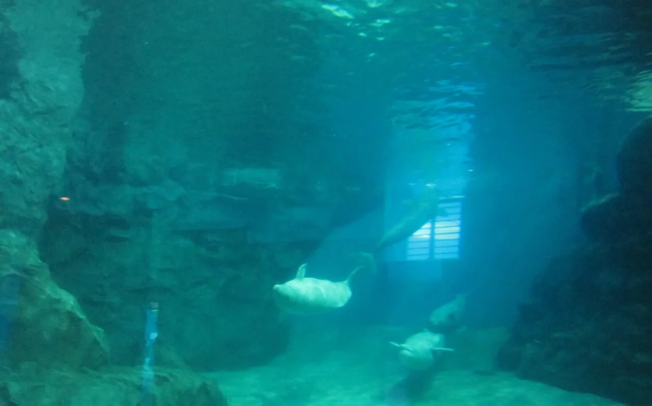 名古屋港水族館白鯨特寫