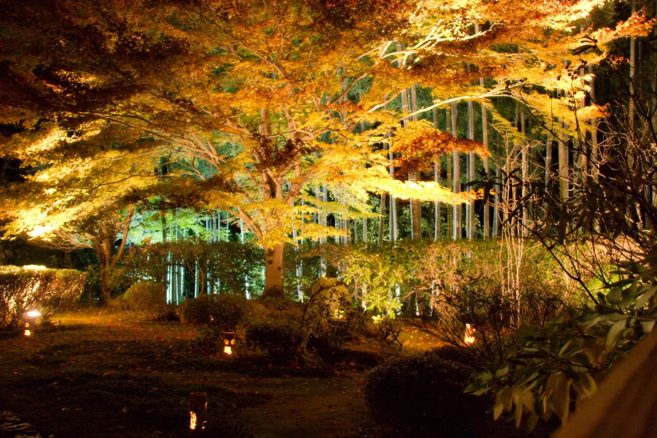 京都秋季夜楓點燈