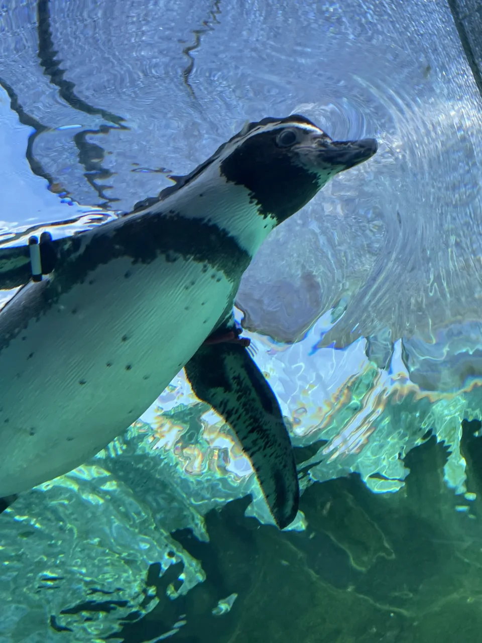 天王寺動物園企鵝在岸邊與水中
