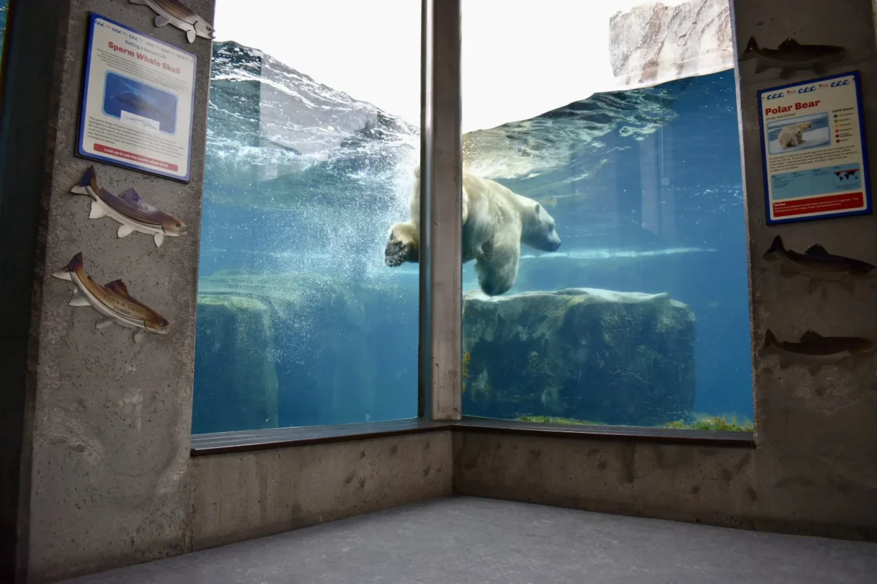 圓山動物園北極熊水下觀景