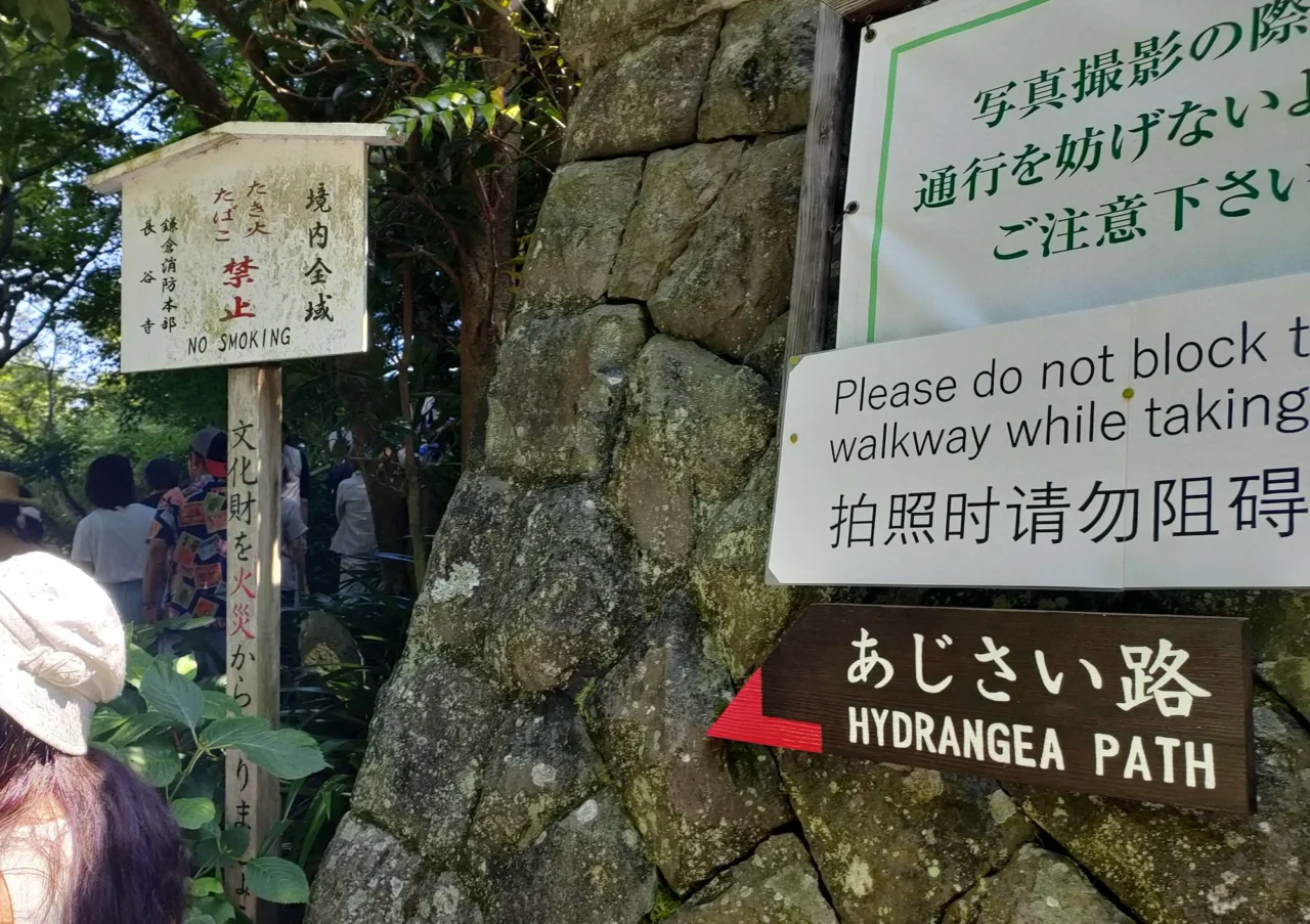 長谷寺繡球花步道綻放紫粉色花海，觀音堂木造建築掩映其間