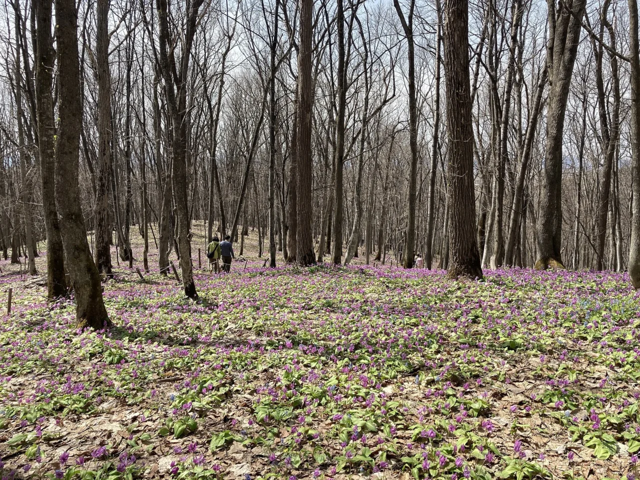 男山自然公園景色，旭川男山酒造周邊
