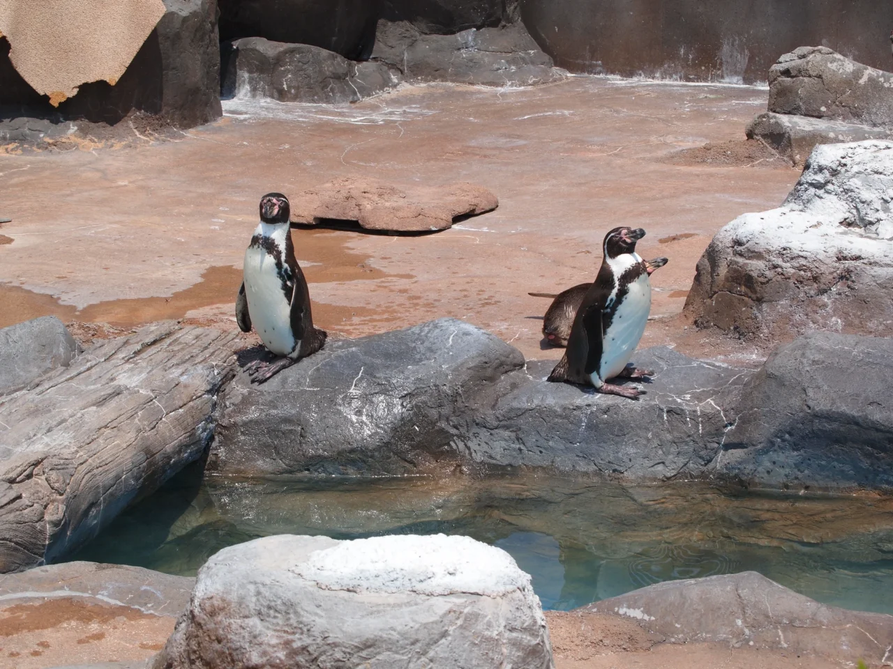 東武動物公園企鵝區，兩隻企鵝站立黃褐色巖層間，淺水池清澈、白晝光線。