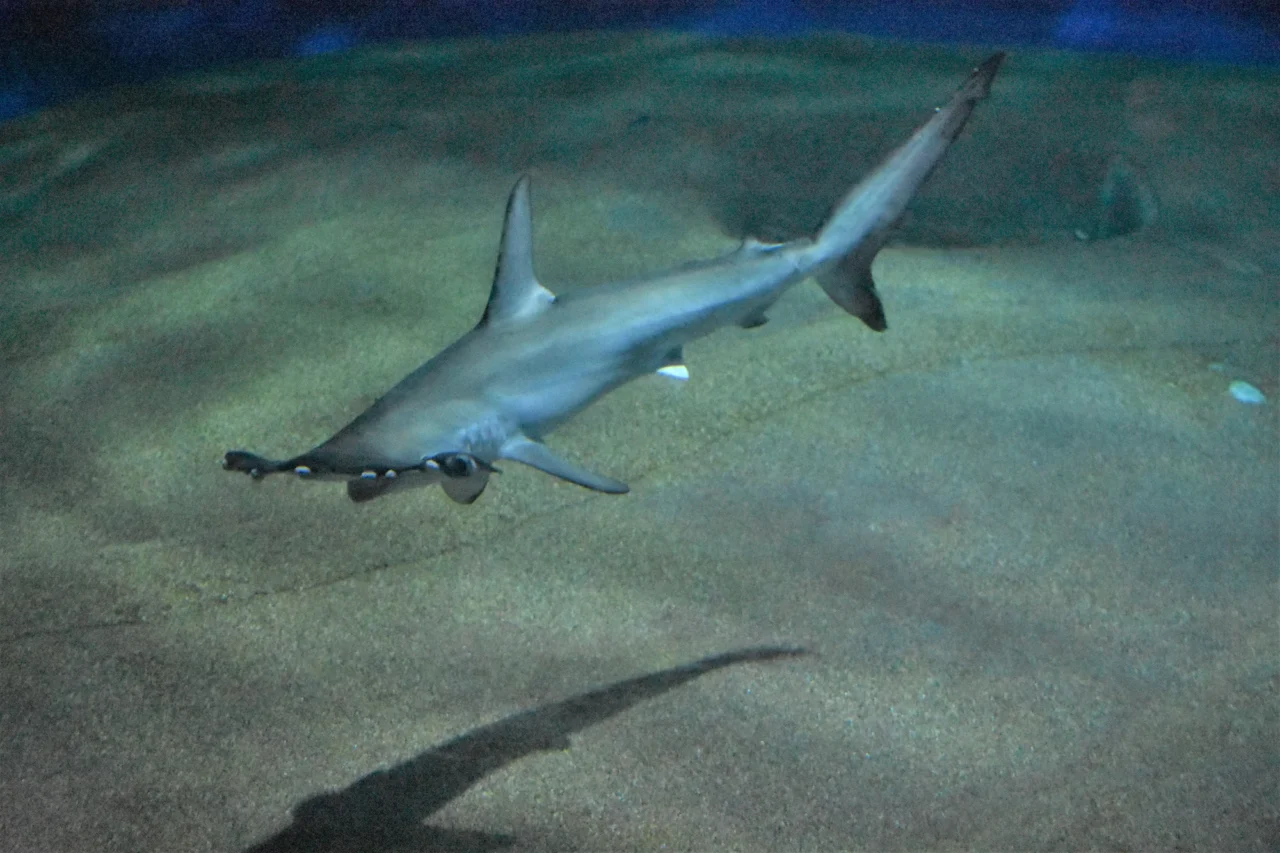 大洗水族館深海展示區,灰藍鯊魚在沙質海牀上遊動,身旁伴有其他魚隻。