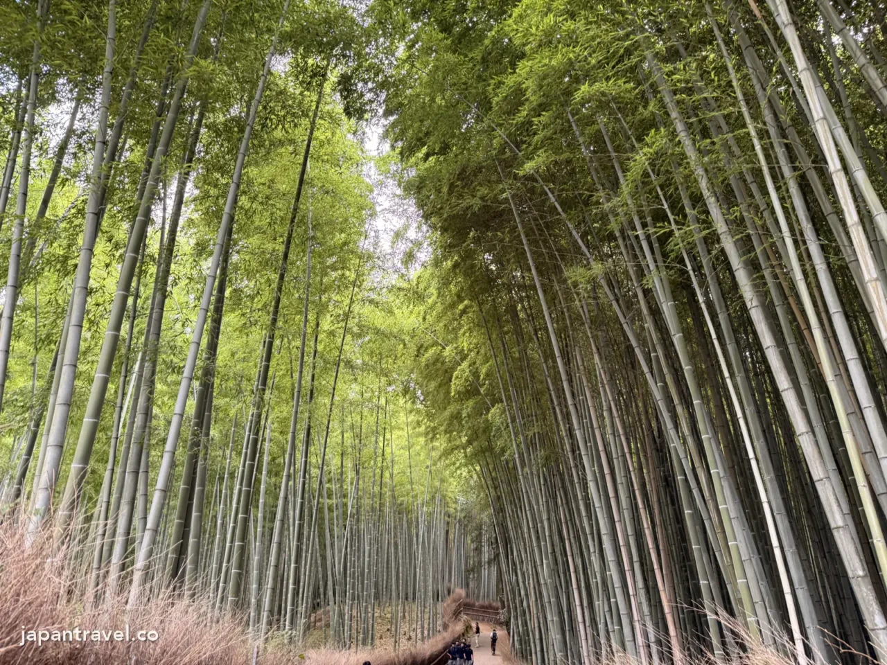 下午4點半的嵐山竹林小徑