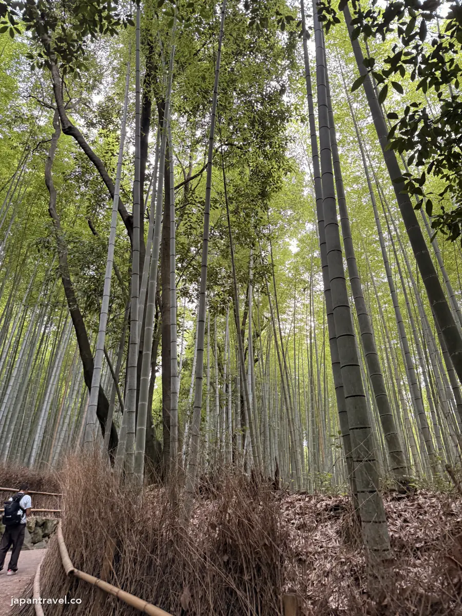 嵐山竹林小徑的步道與孟宗竹