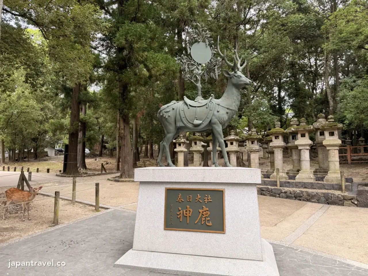 春日大社參道上的神鹿像