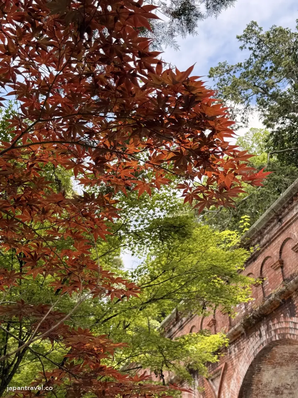 南禪寺水路閣旁6月已轉紅的楓樹