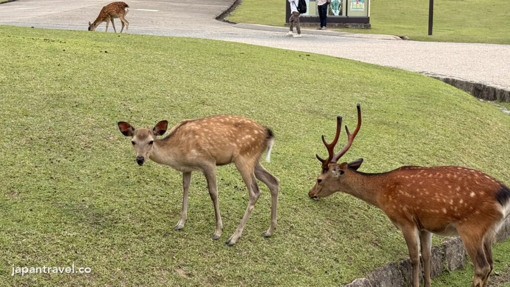 奈良一日遊：奈良公園草地上的公鹿和母鹿