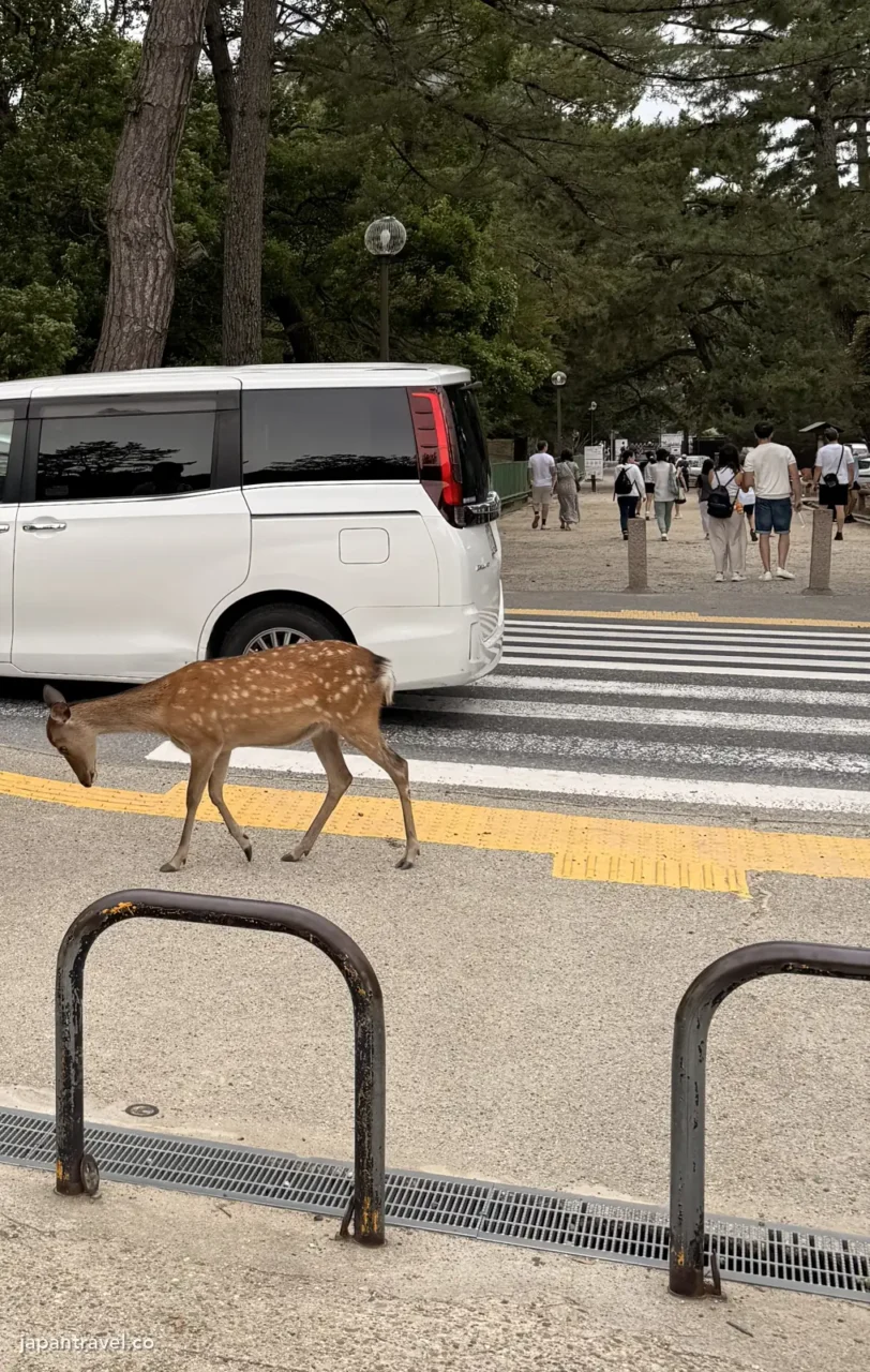 奈良路上過馬路的鹿