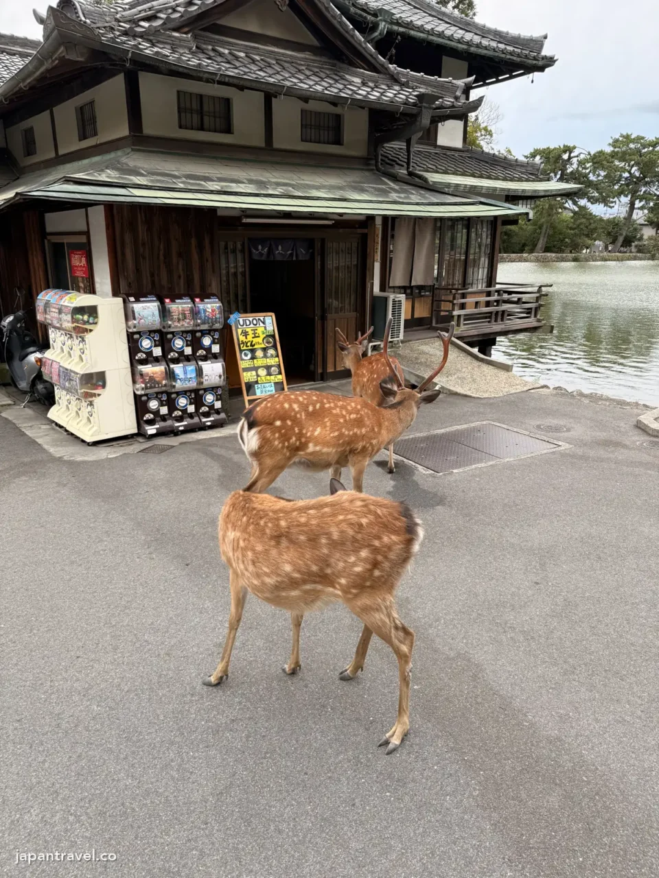 猿澤池旁店門口的鹿