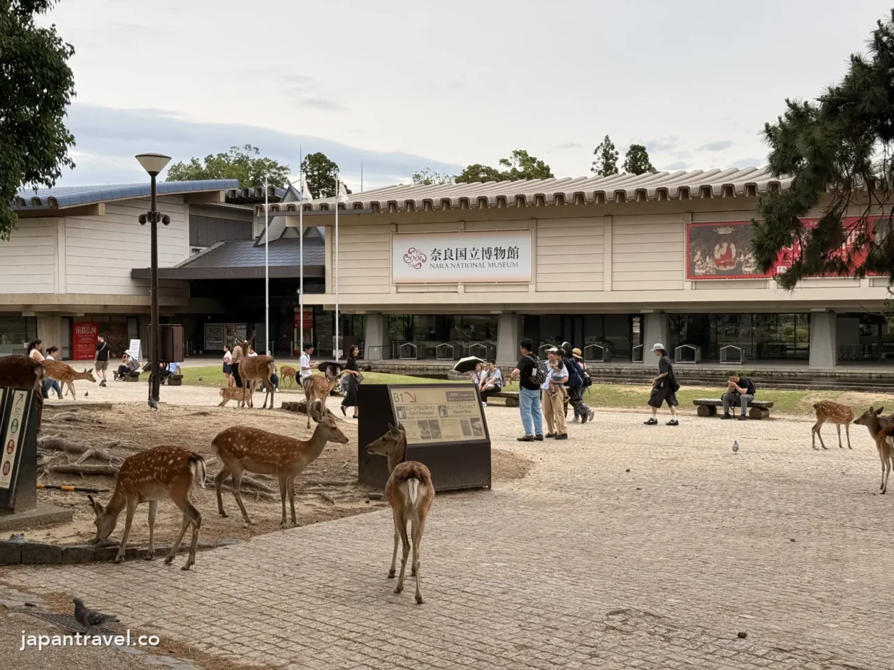 奈良國立博物館前廣場的鹿