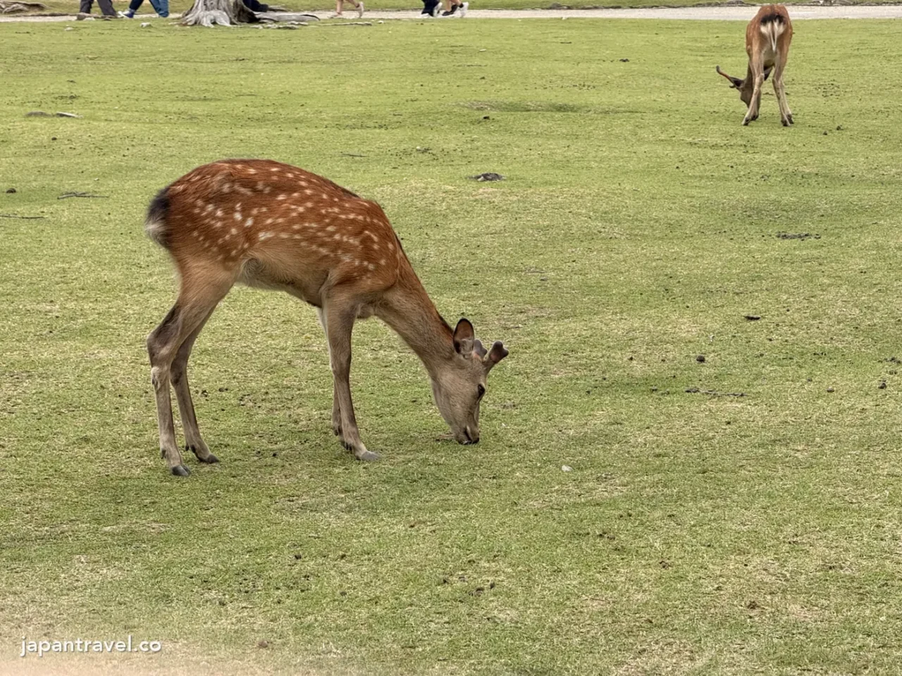 在奈良公園草地吃草的鹿