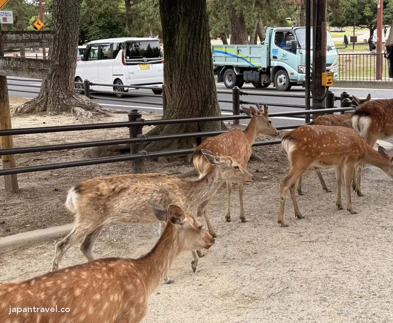 奈良公園路邊的鹿群