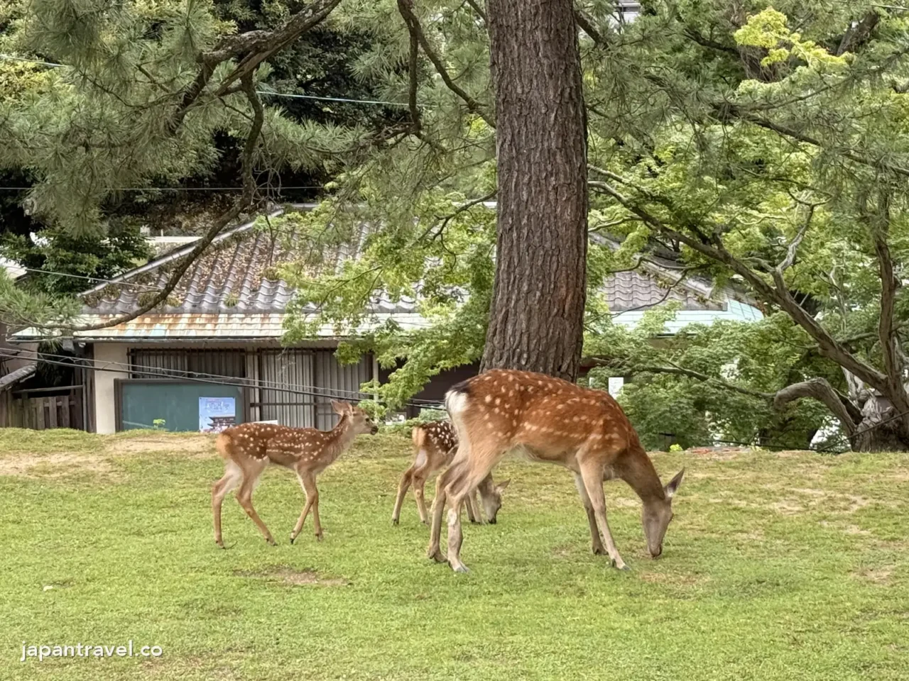 奈良公園興福寺旁草地上的鹿