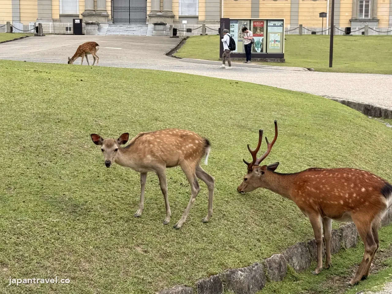 奈良公園草地上的公鹿和母鹿