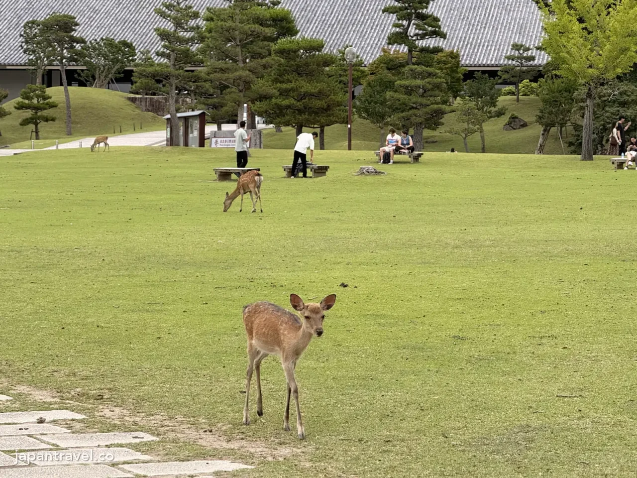 奈良公園草地上走過來的小鹿