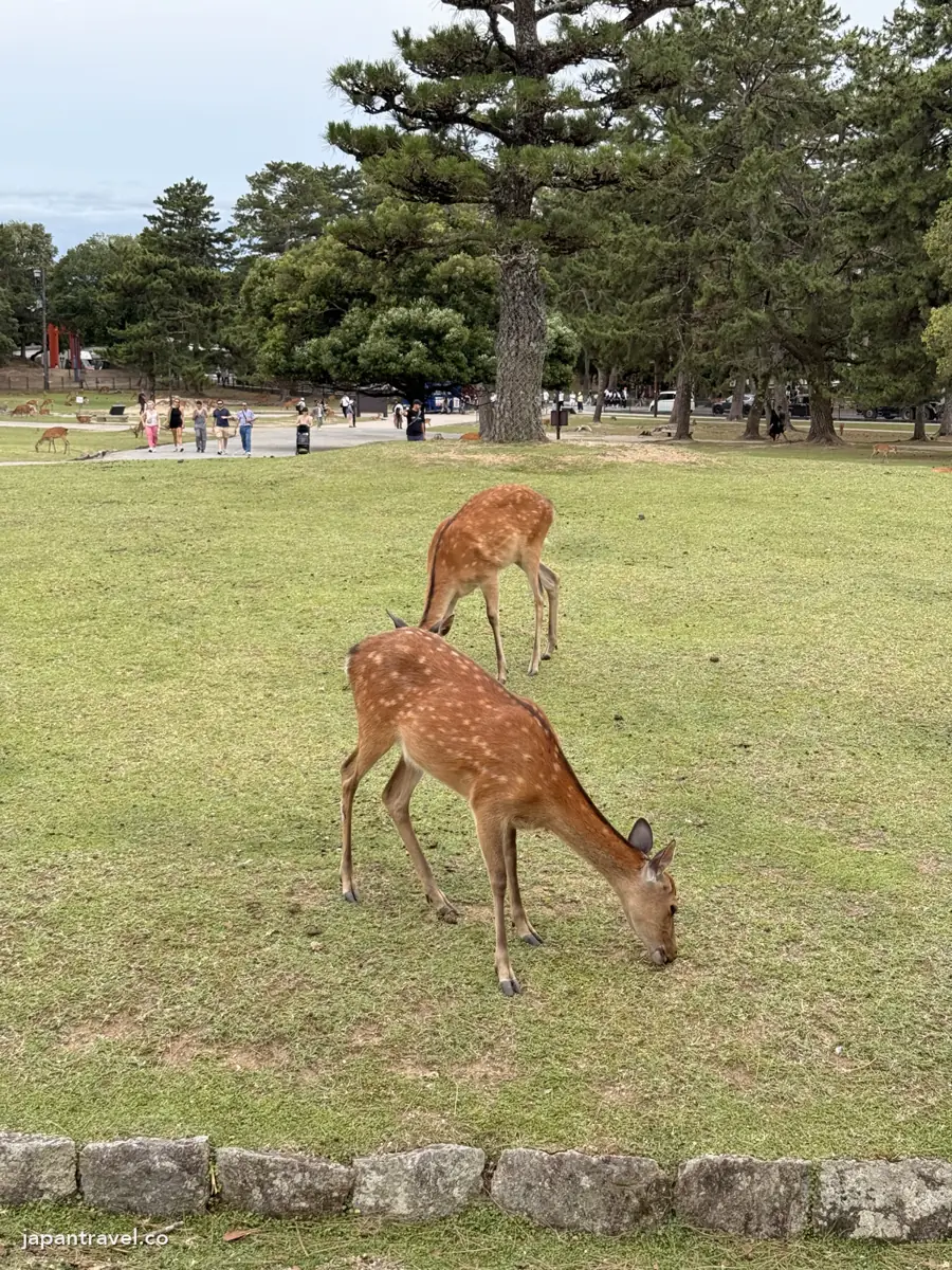 奈良公園的草地和松樹