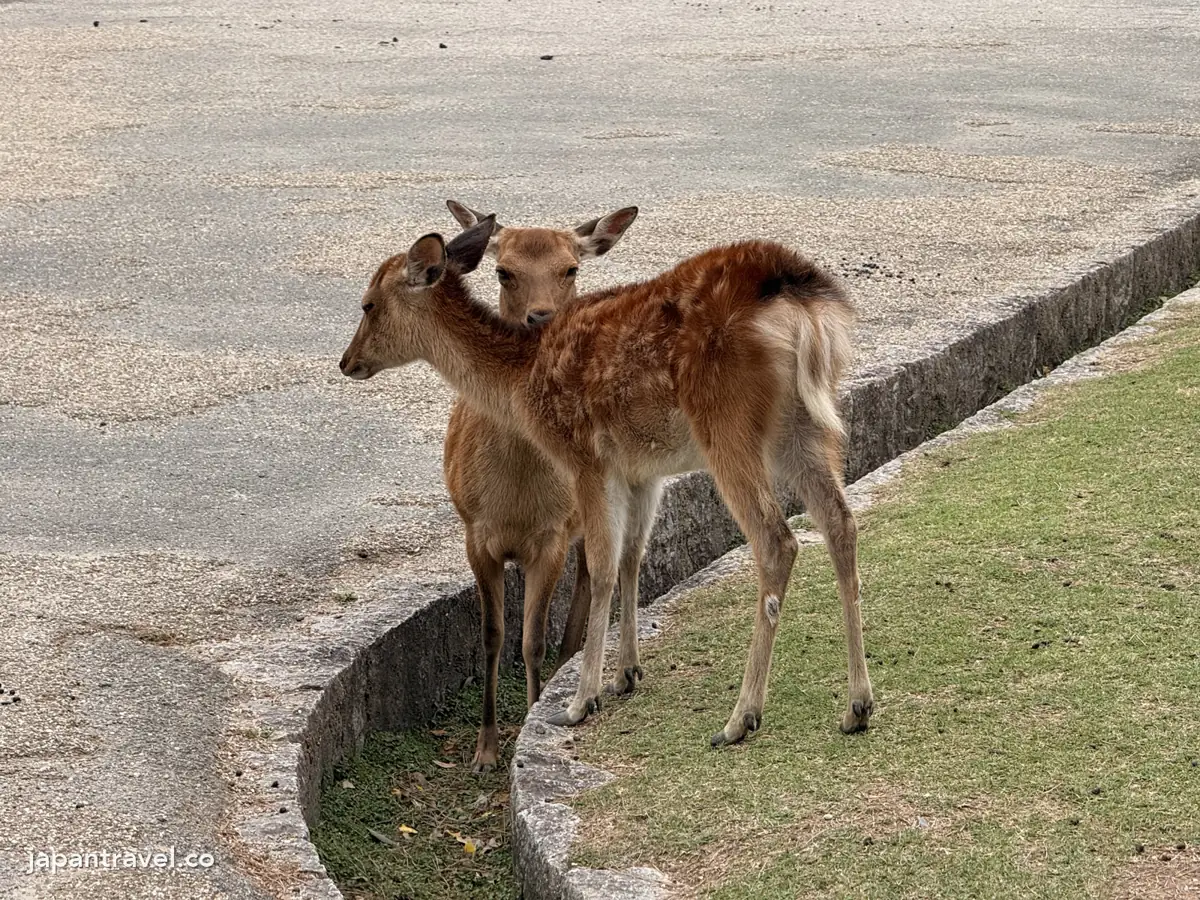 奈良公園草地邊休息的兩隻鹿
