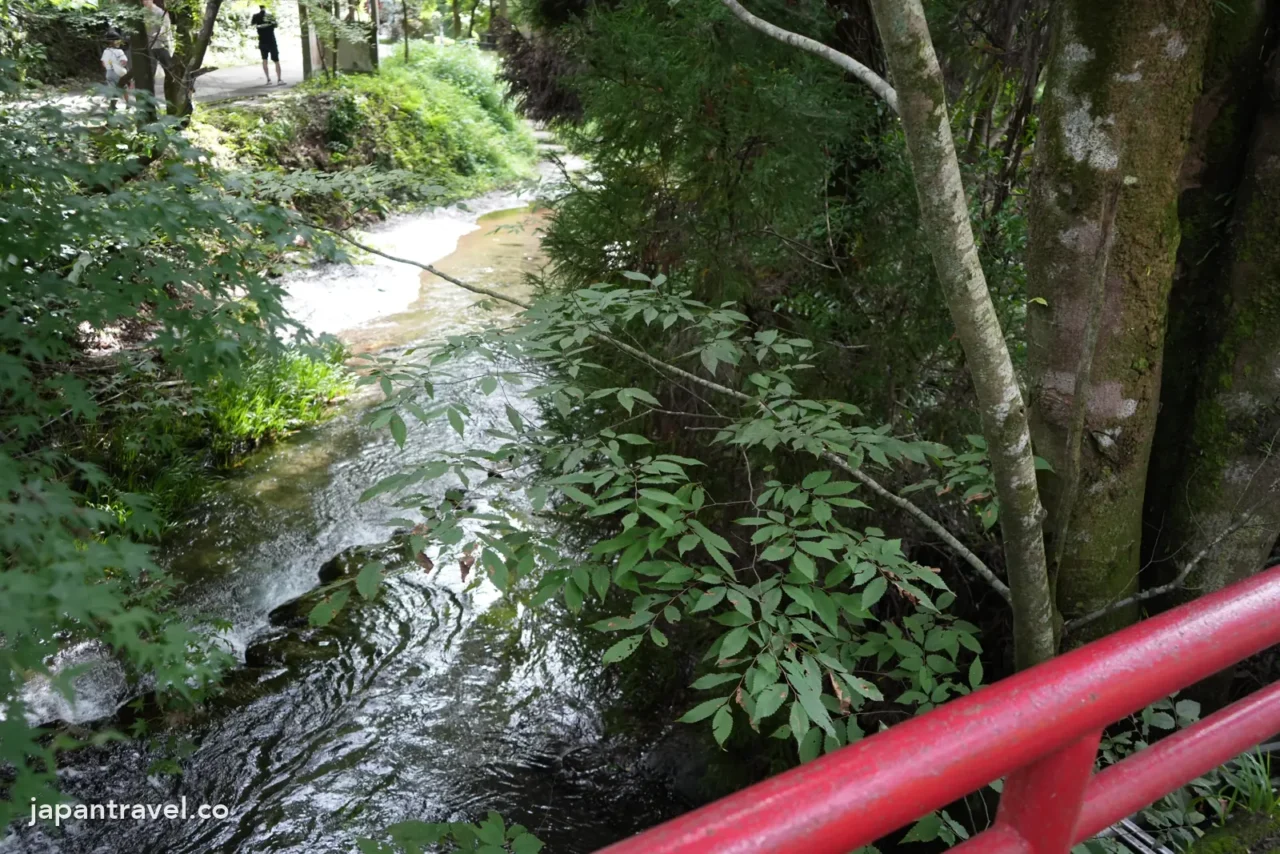 白川水源湧出的泉水流進小溪