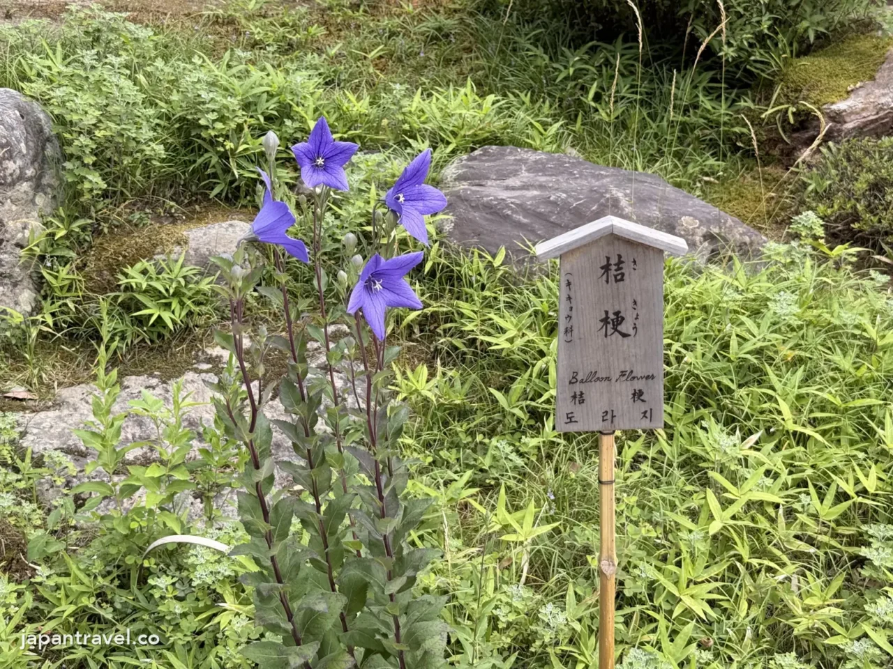 天龍寺庭園6月開花的桔梗