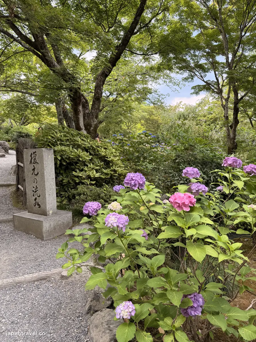 天龍寺往北門路上盛開的紫陽花