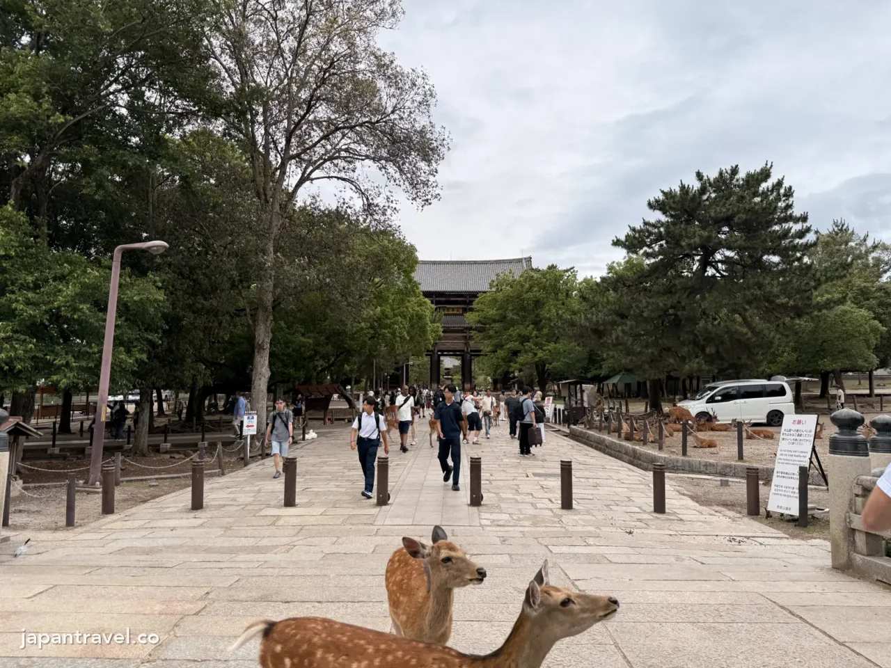 東大寺參道上的鹿