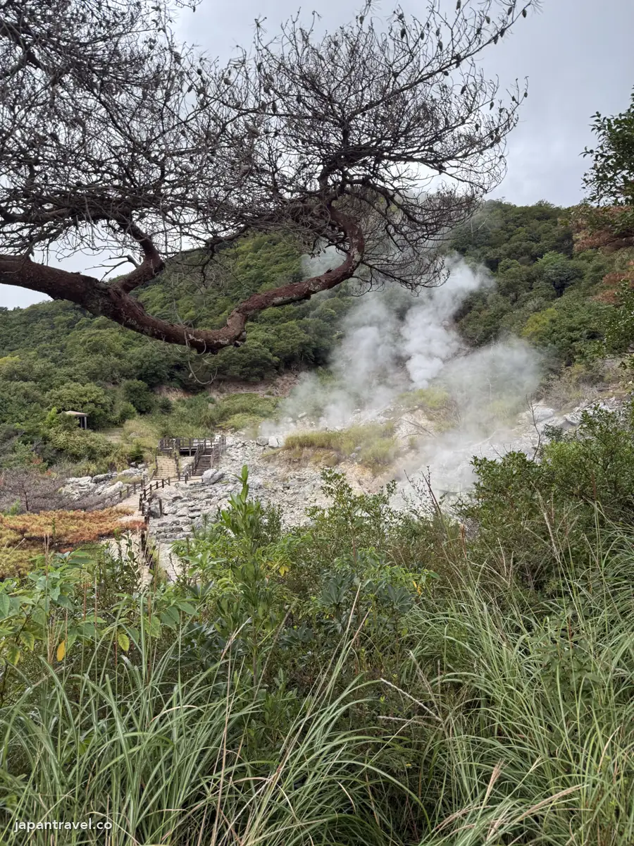 雲仙地獄的松樹與蒸氣