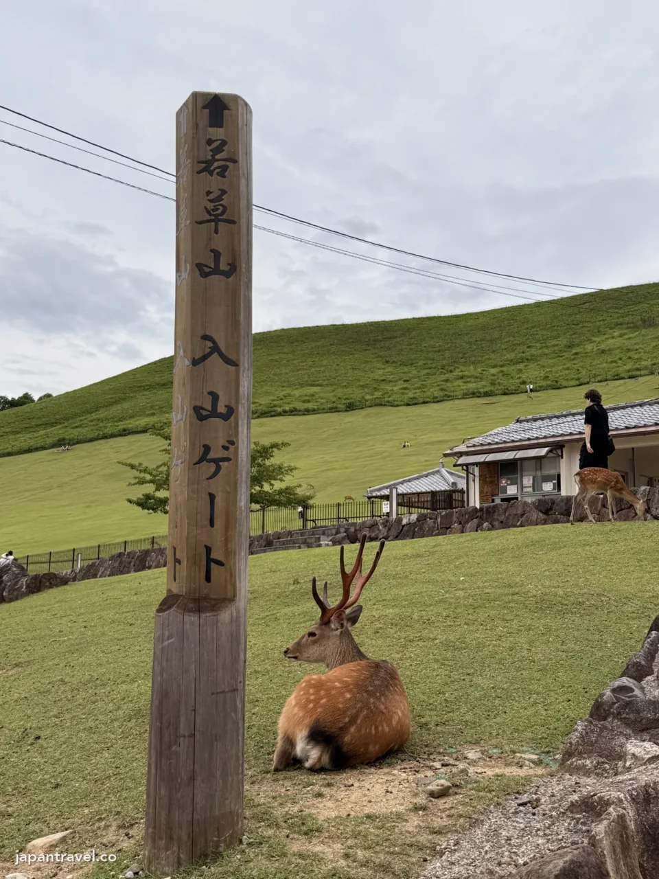 若草山入山口的木柱和休息的鹿