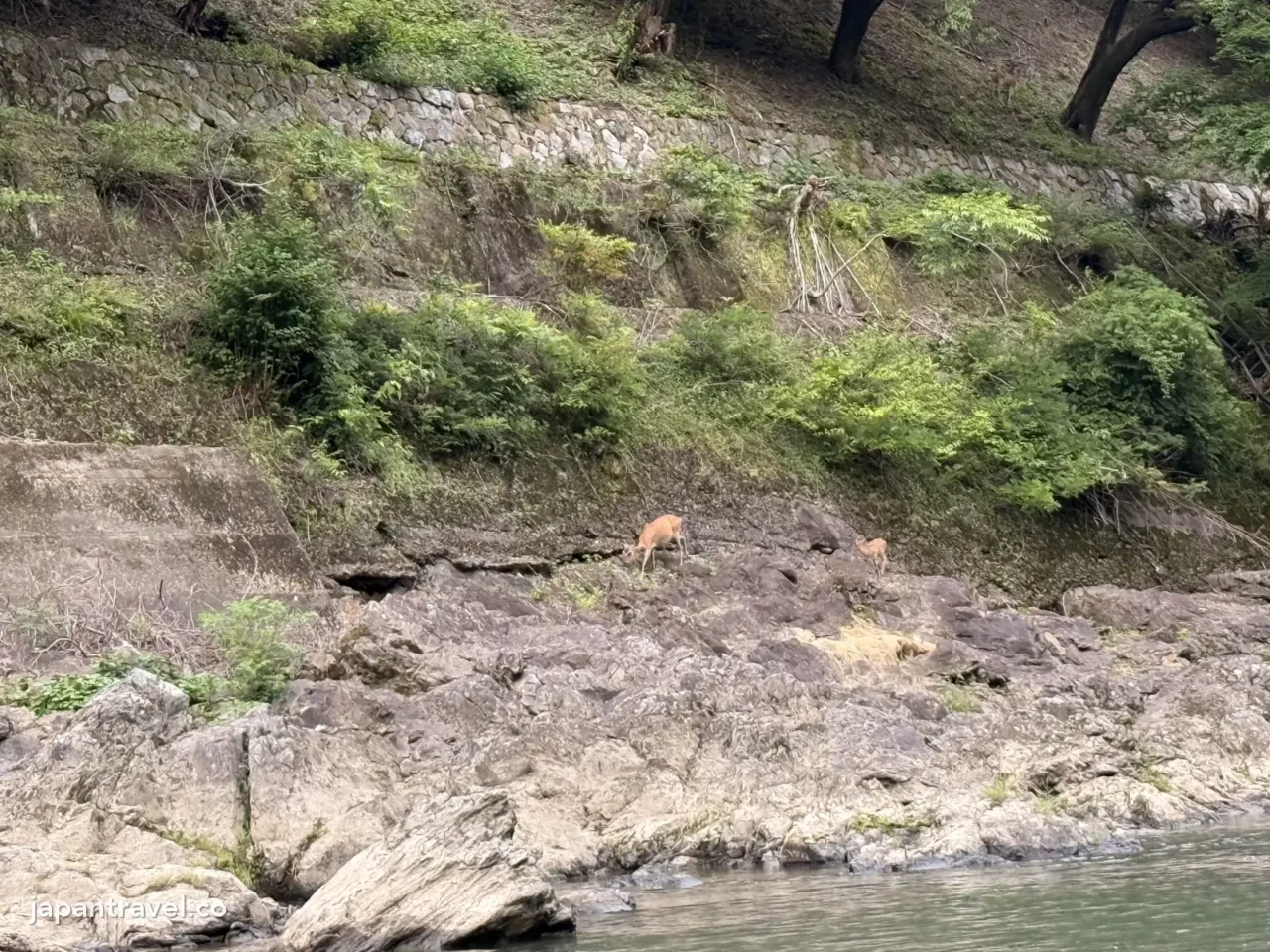 保津峽岸邊岩石上的兩隻野生鹿,從遊船上看到