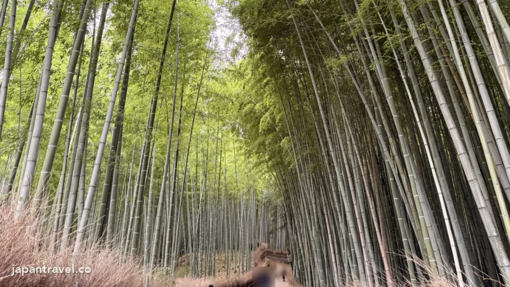 嵐山竹林小徑的竹林與步道